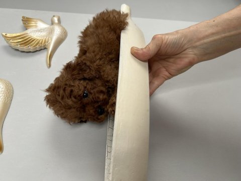 Yavru toy poodle