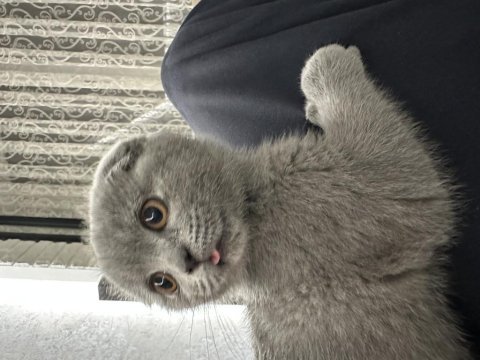 Safkan scottish fold 2,5 aylık