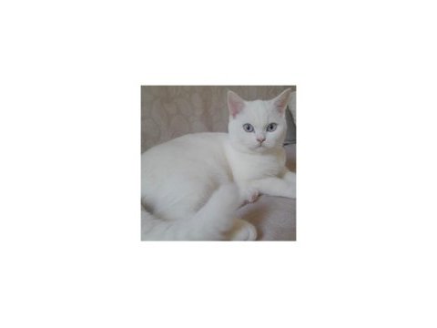 British shorthair bulutuma yeni yuva aranıyor