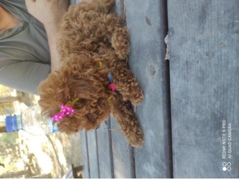 Show güzellikte kore poodle kızım 800 gram
