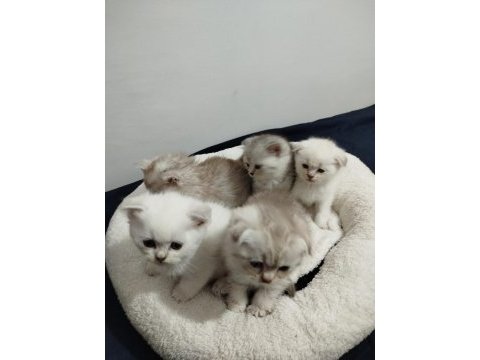Blue point scottish fold bebek