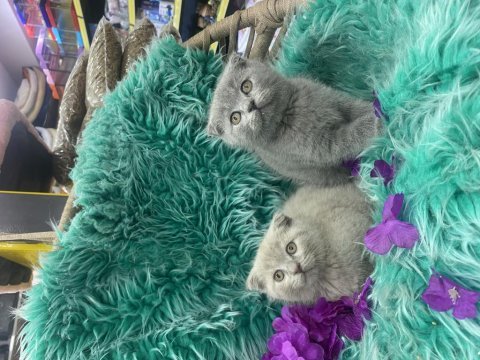 Güzel scottish fold yavrular yeni yuvalarını arıyor