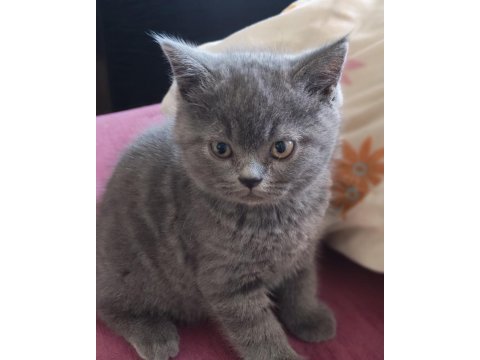 2 aylık yavru british shorthair ücretsiz