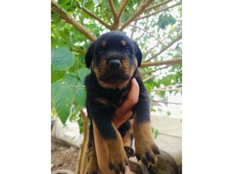 Koca kafa erkek rottweiler yavruları