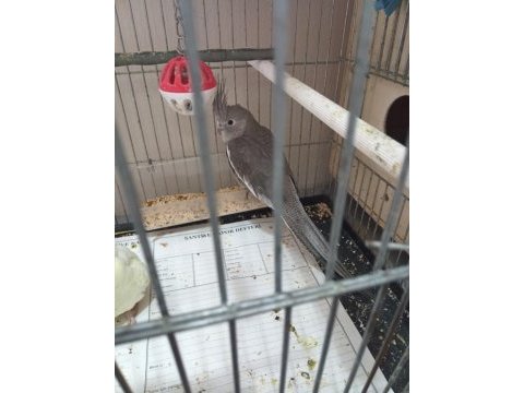 2.5 aylık dişi sultan papağanı