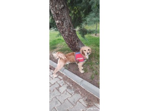2 yaşında erkek cocker ücretsiz