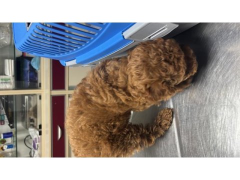 Sevimli erkek poodle