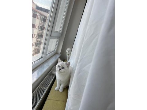 Eşsiz güzellikteki safkan scottish fold