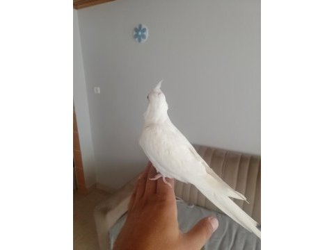2 aylık albino sultan papağanı yavrusu