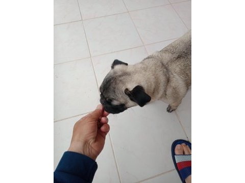 Inanın çok seveceksiniz pug