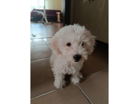 Maltese yavru 3 aylık