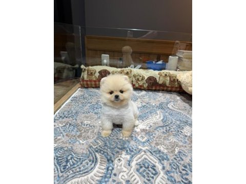 Pomeranian boo dişi ve erkek