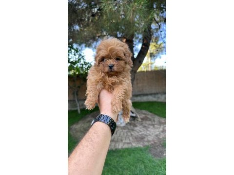 Sağlık ve ırk garantili maltipoo yavrularımız 