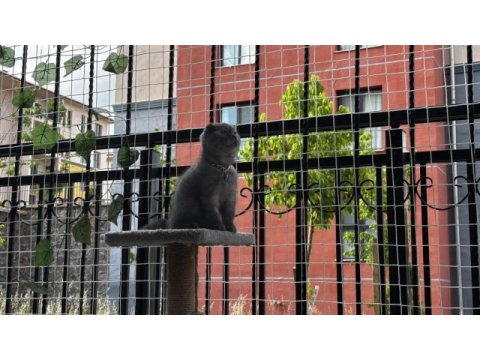 Scottish fold erkek kedimiz sahiplenilmeyi bekliyor