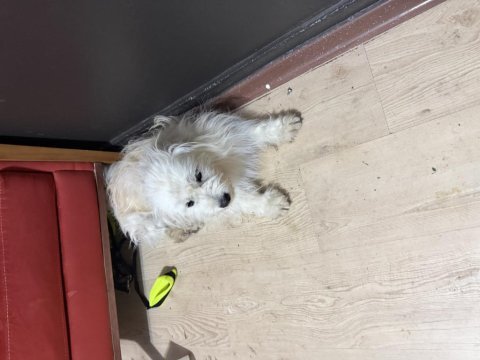 Maltipoo köpeği