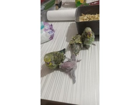 Muhabbet kuşu yavruları el besleme jumbo