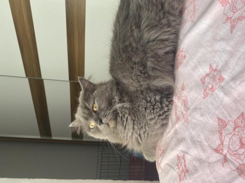 Ücretsiz safkan british longhair dişi