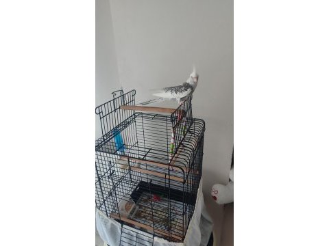 Evcil konuşan sultan papağanı