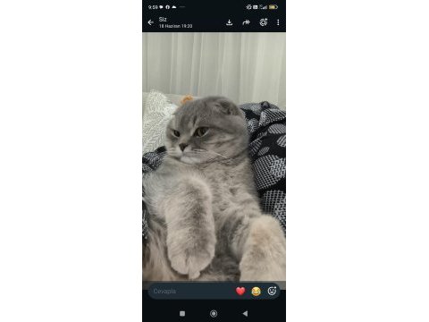 Scottish fold kedimizi ücretsiz sahiplendirme