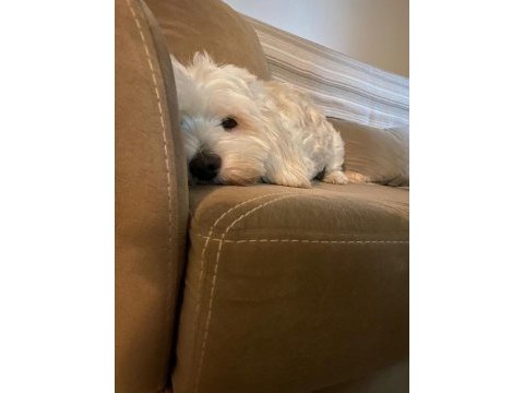Maltese terrier 3 yaşında