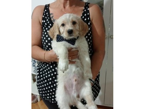 Biz çok tatlı köpekleriz
