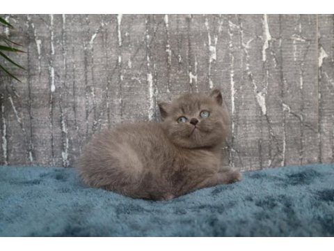 Show class blue yakışıklı british shorthair