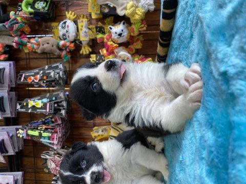 En zeki ırk border collie yavruları