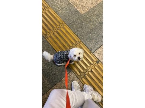 Sahiplendirme 8 aylık köpeğimiz