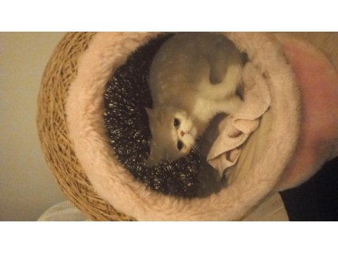 10 aylık dişi exotic shorthair