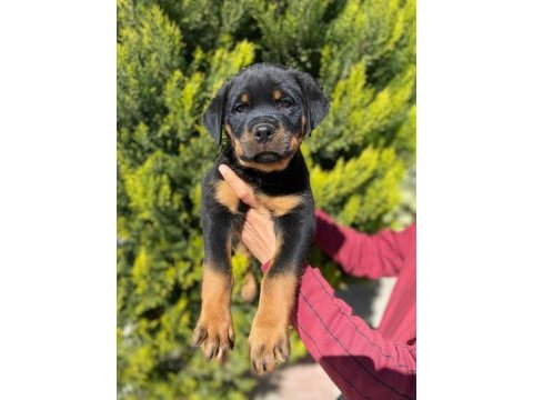 Dünya şampiyonu rottweiler torunları