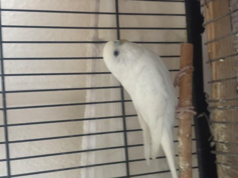 Beyaz albino df muhabbet kuşu