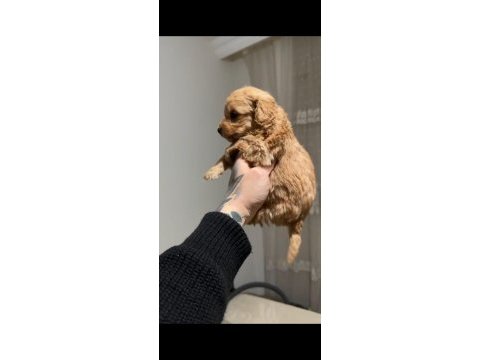 0 numara maltipoo erkek yavru 45 günlük ücretli