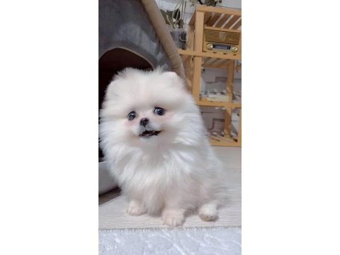 Pomeranian boo