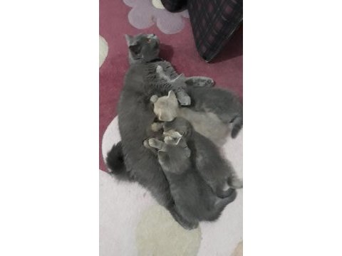 4 erkek kedimi sahiplendirmek istiyorum.uşak ili içi