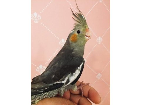 Yeni yeme düşmüş erkek konuşma garantili ev üretim sultan