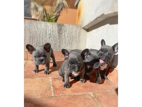 Blue french bulldog yavruları
