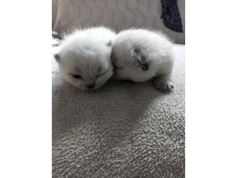 Son iki erkek scottish fold yavrum rezerveye açık