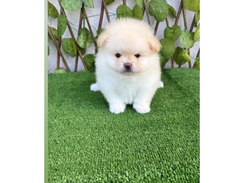 Kar beyaz pomeranian bebekler