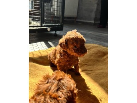 Kilo ve sağlık garantili poodle bebekler