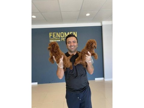 Toy poodle yavrular hazır ankara mağazamızda  görün 