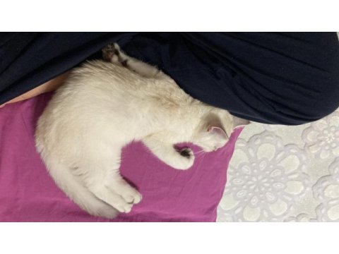 Scottish fold yavru