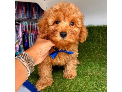 Show kalite teacup wc eğitimli maltipoo yavrularımız