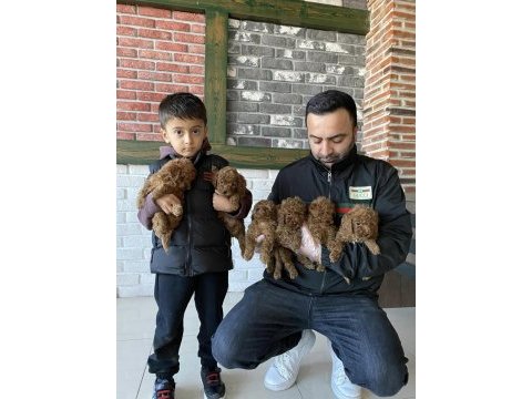 Shoooowwww kalite maltese terrier yavrular ankara mağazmzd