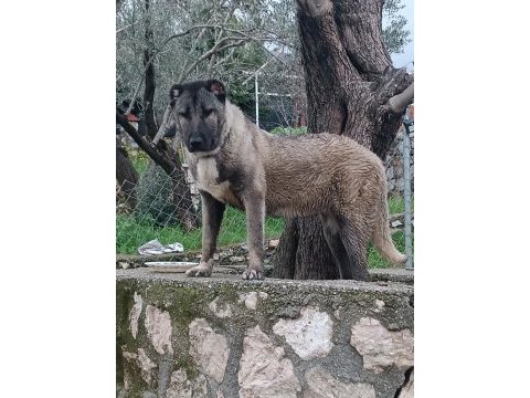 Orjinal kangal cinci köpekler