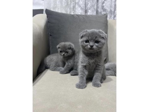 Irk ve sağlık garantili scottish fold yavrularımız