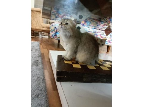 Full şecereli ny 25 golden british longhair dişi