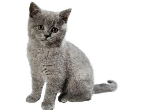 British shorthair yavrular