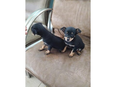Safkan minyatür pinscher yavruları