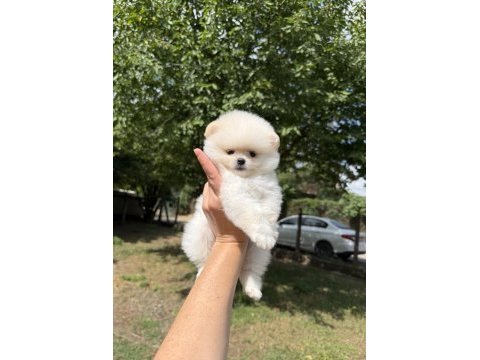 Dişi biblo kusursuz karbeyaz pomeranian