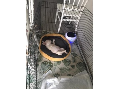 French bulldog platinium